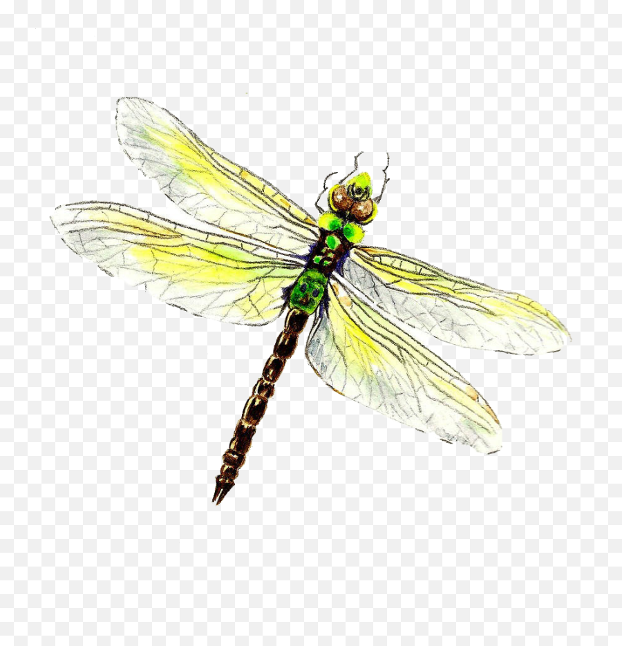 Dragonfly Png Download Image