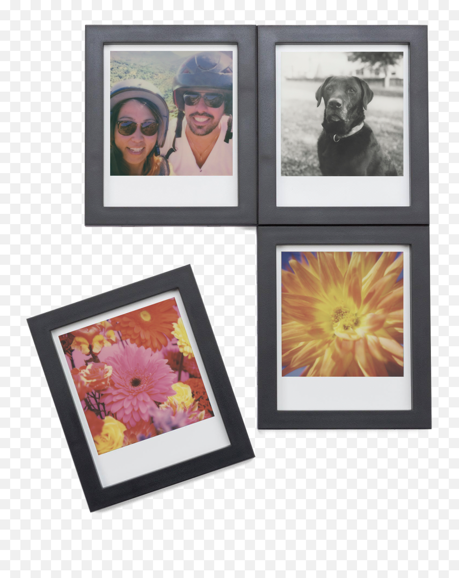 Httpseupolaroidcom Daily Httpseupolaroidcomproducts - Wildflower Png,Polaroid Picture Frame Png