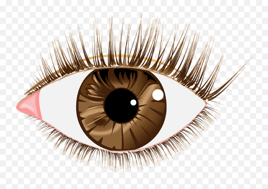 Download Eye Lashes Images - Brown Eyes Transparent Png,Clear Png