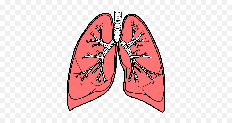 Lungs Png - Lungs Png,Lungs Png