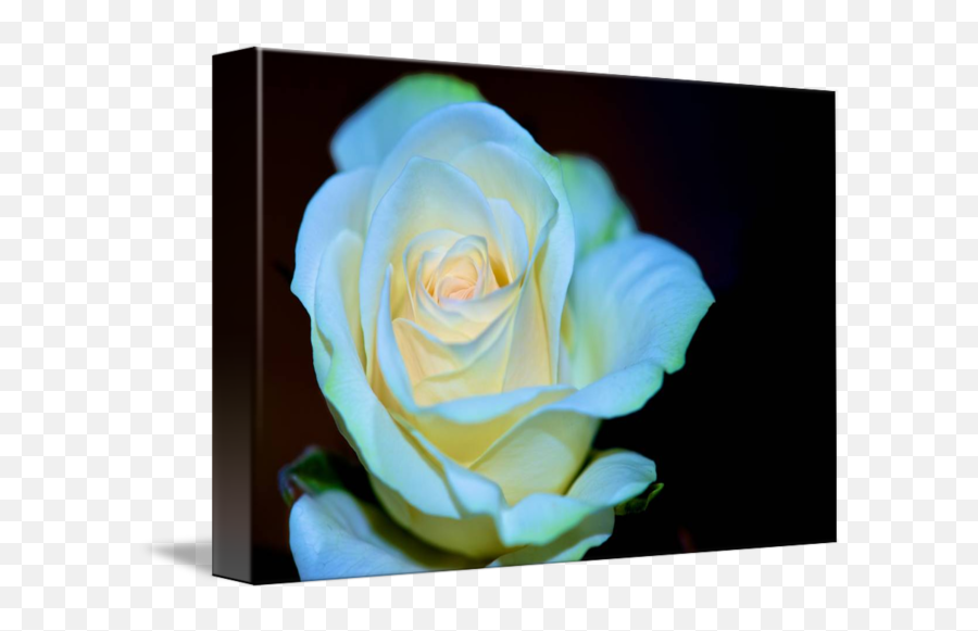 Soft White Rose By Chris Barry - Floribunda Png,White Rose Transparent Background