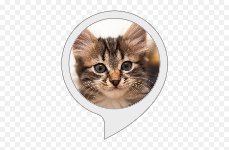 Amazoncom Funny Cat Facts Alexa Skills - Steam Avater Cat Png,Funny Cat Png