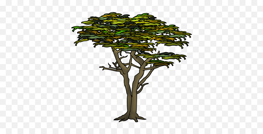 Cypress Tree - Pond Pine Png,Cypress Tree Png