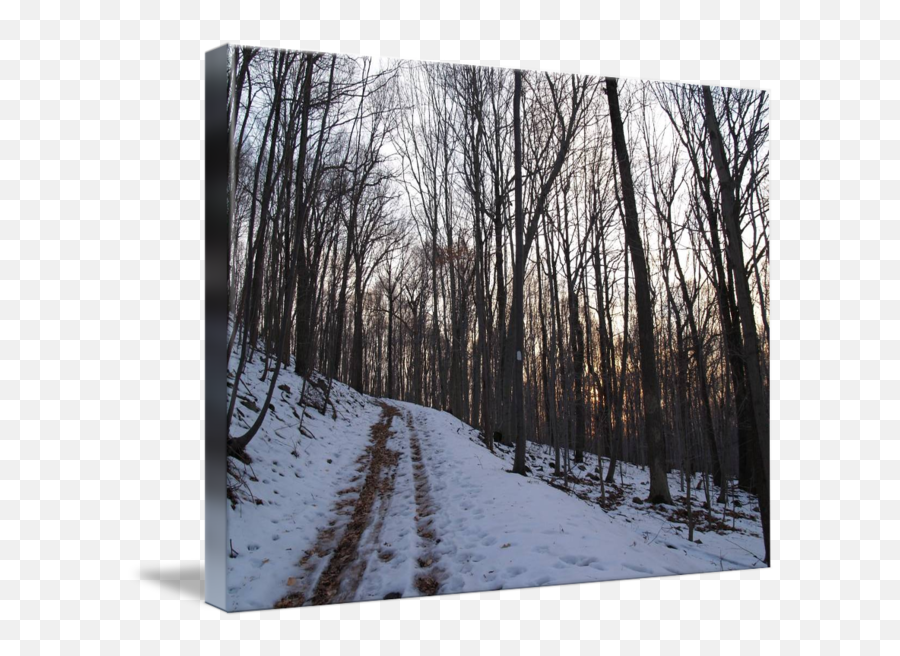 Tire Tracks Through The Snow By Mike M Burke - Snow Png,Tire Tracks Png