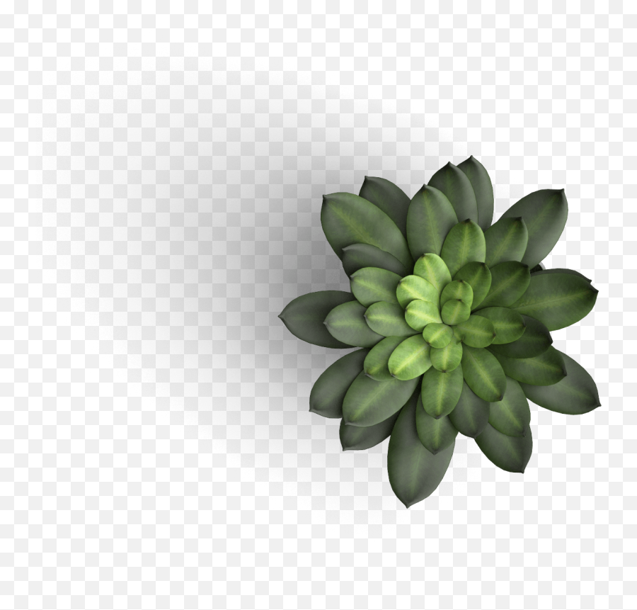 Wemabox - Table Plant Top View Png,Plant Top View Png