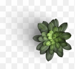 Wemabox - Table Plant Top View png