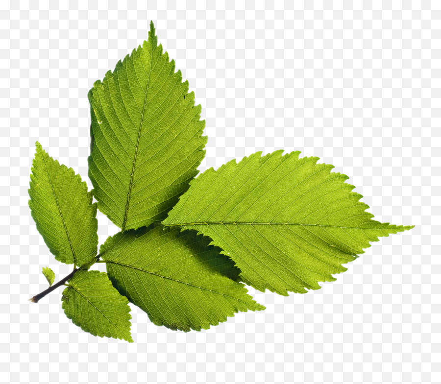 Green Leafs Png Image For Free Download - Portable Network Graphics,Leafs Png