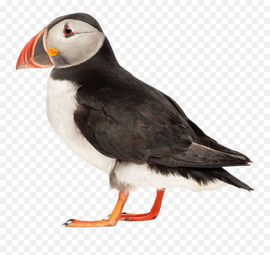 Puffin Side View Transparent Png - Puffin On Blank Background,Puffin Png