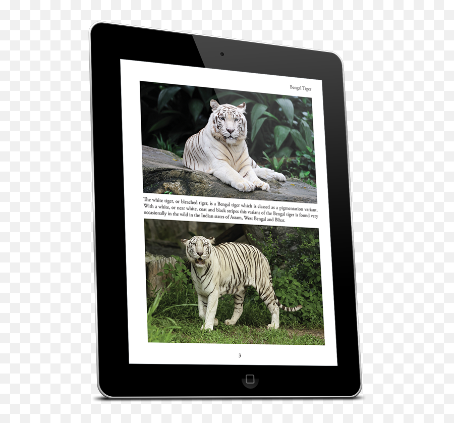 Tigers Kindle - White Bengal Tiger Png,Tiger Scratch Png