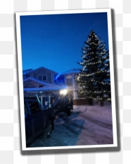 Christmas Lights Installation - Beaumont Heights Residential Tree png