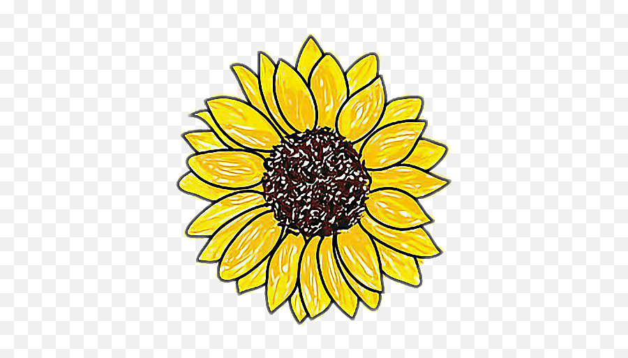 Download Easy Drawing Of A Sunflower - Sunflower Drawing Transparent Background Png,Sunflower Png