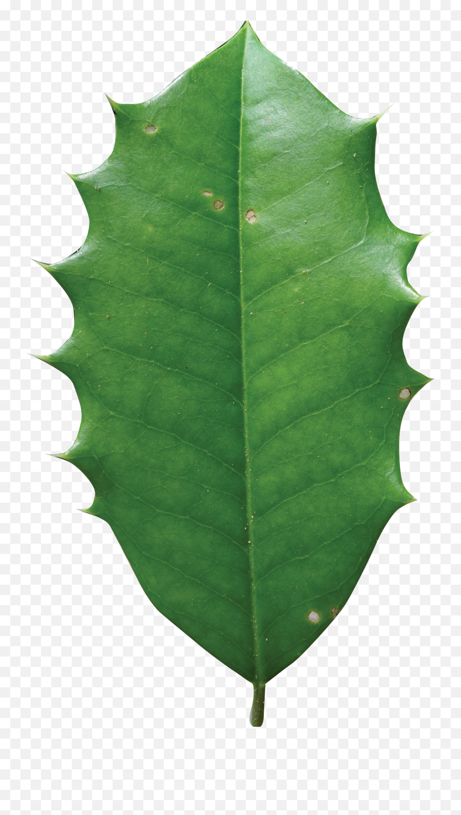 American Holly Leaf Transparent Png - American Holly Tree Leaf,Christmas Leaves Png