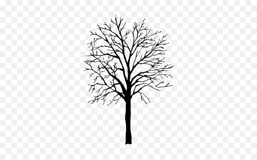Download Tree Height - 50 0075 00 Feet Ash Tree Ash Tree Outline Png,Tree Outline Png
