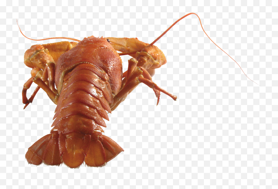 Lobster Png
