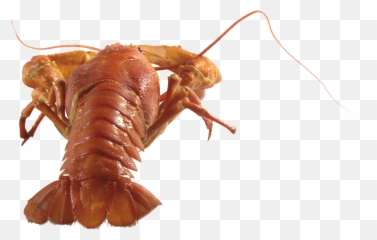 Lobster Png