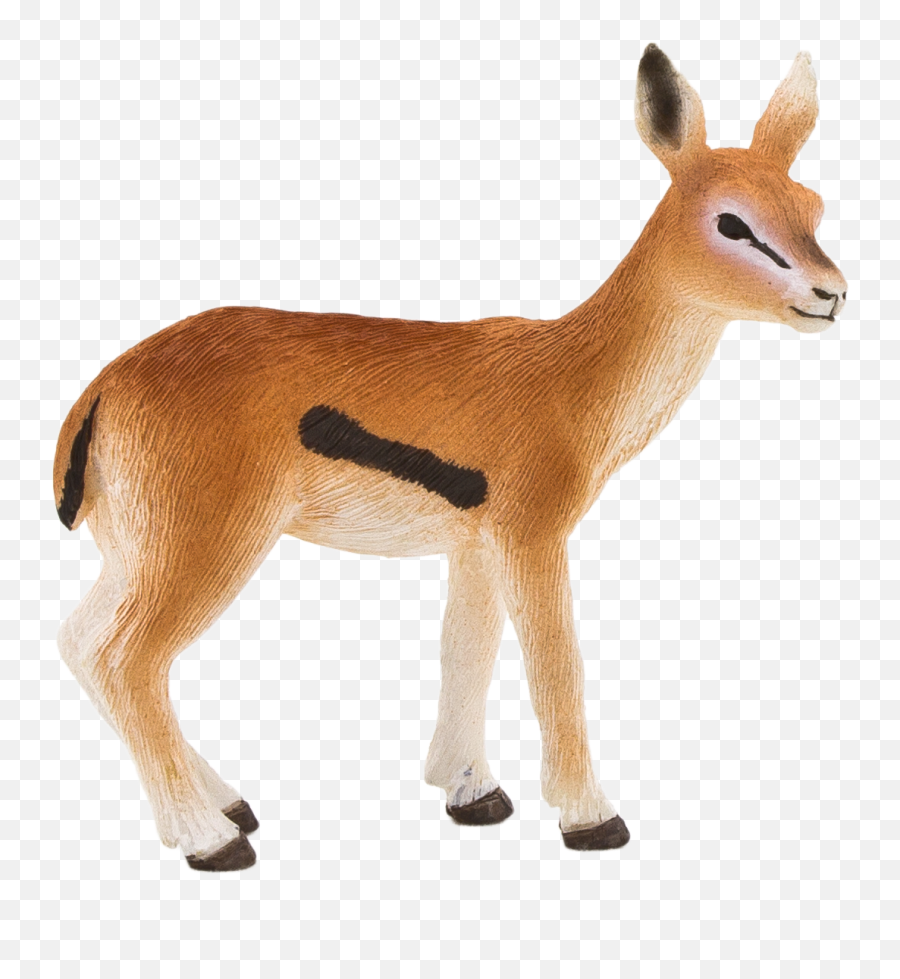 Gazelle Amazoncom Lion Antelope Cheetah - Gazelle Gazelles Transparent Background Png,Antelope Png