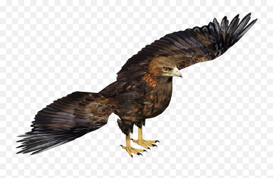 Download Golden Eagle - Wedge Tailed Eagle Transparent Transparent Wedge Tail Eagle Png,Eagle Transparent