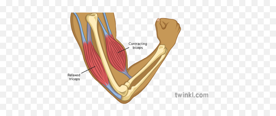 Flexed Arm Labelled Illustration - Twinkl Labelled Arm Png,Arm Png