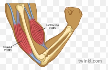 Flexed Arm Labelled Illustration - Twinkl png
