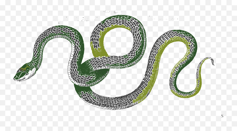 Download Snake Png Pic - Snakes Full Size Png Image Pngkit Snakes Png,Snakes Png