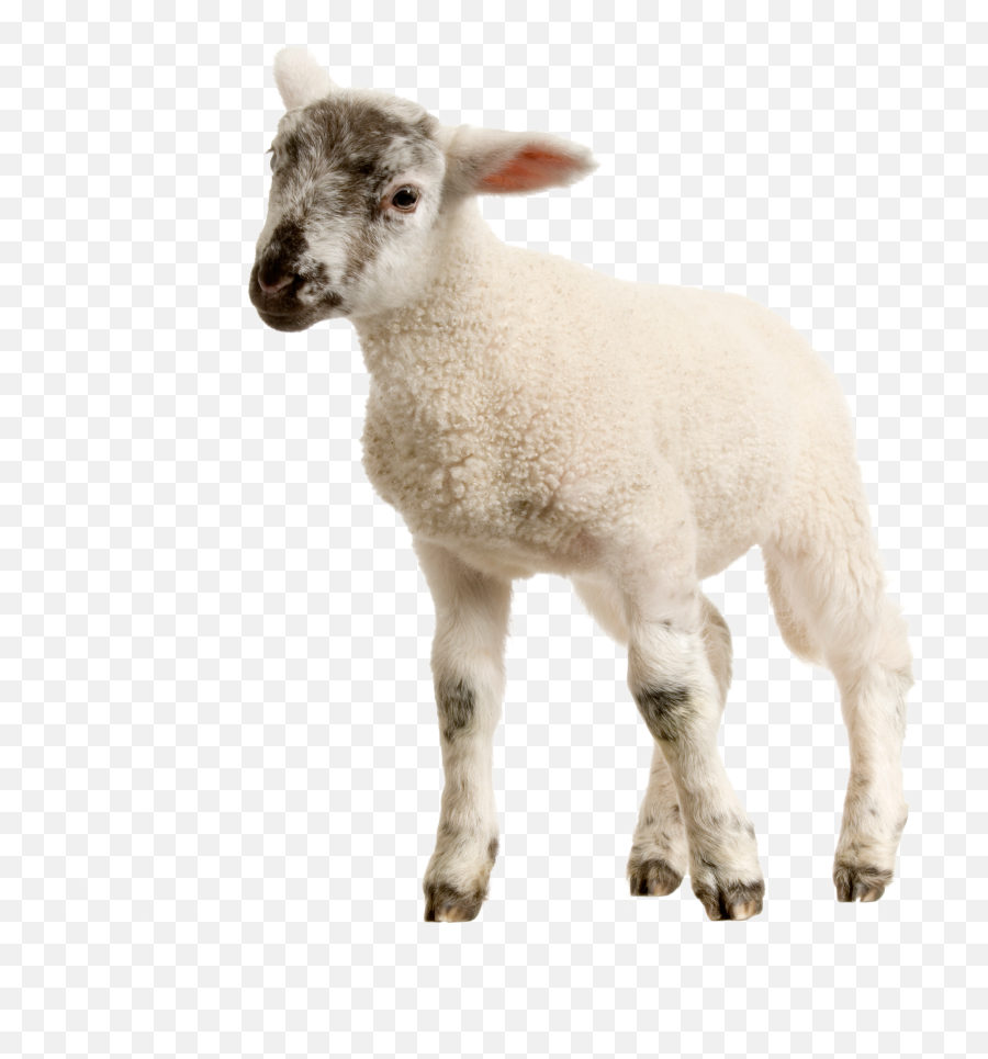 Download Baby Lamb Png Image For Free - Transparent Background Sheep Png,Baby Transparent Background