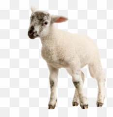 Download Baby Lamb Png Image For Free - Transparent Background Sheep Png