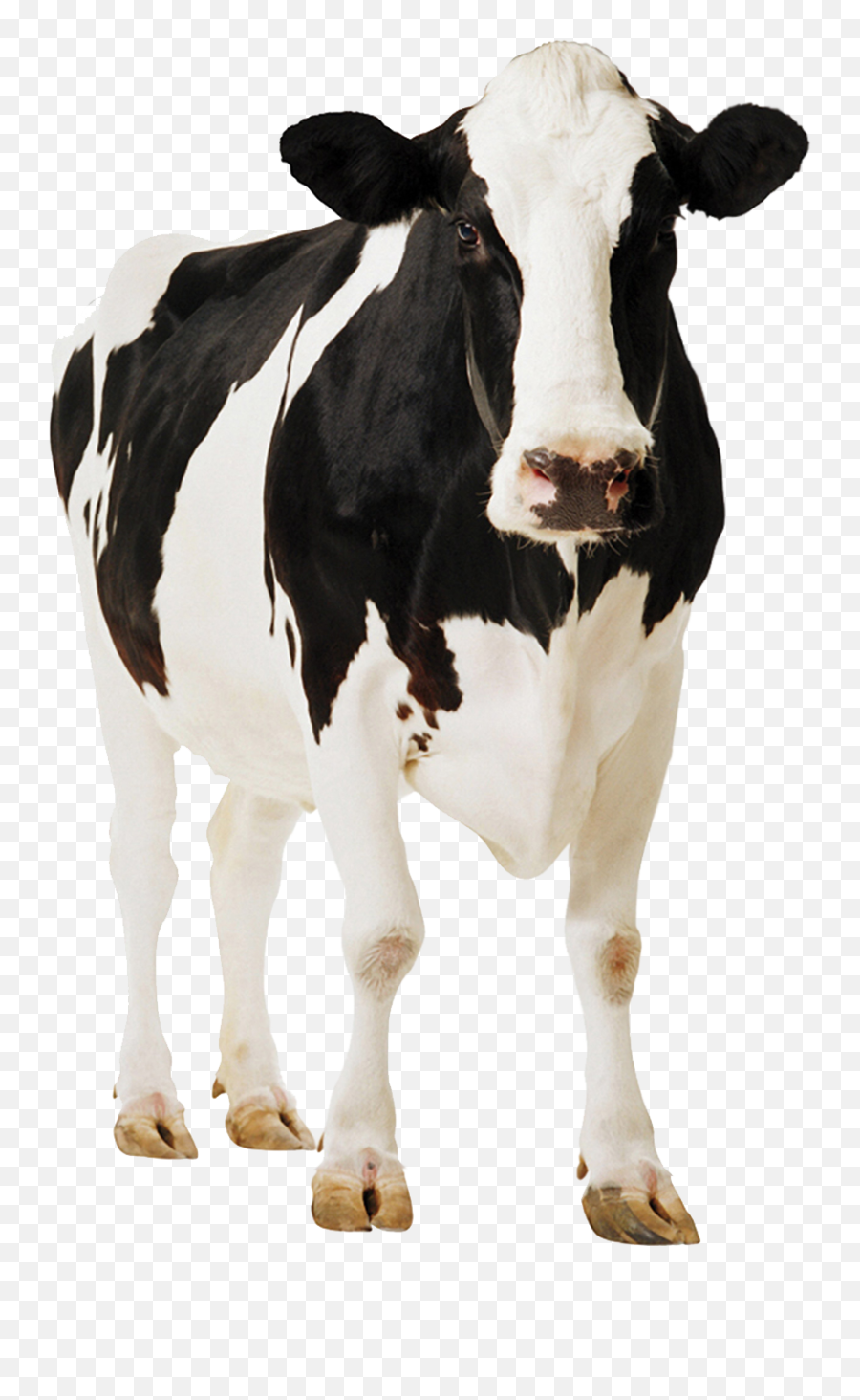 Png - Cow Png,Cow Transparent