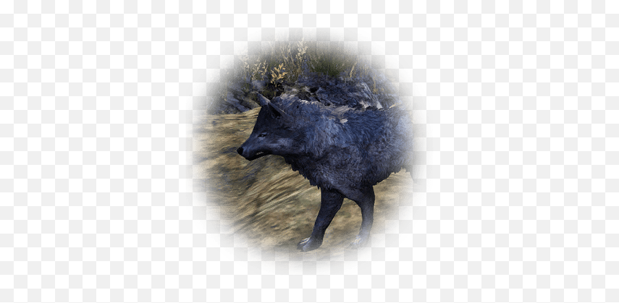 Gray Highland Wolf - Bdo Codex Wild Boar Png,Icon Wolf Helmet