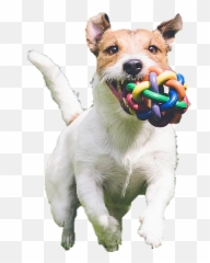 Testimonials - Dog Png,Puppy Love Icon