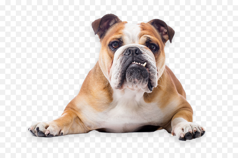 Where Can I Adopt A Bulldog - Bulldog Png,British Icon Bulldogs