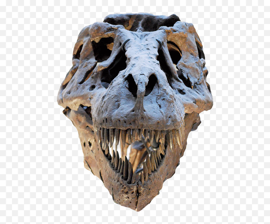 Dinosaur For Sale - T Rex Sue Skull Png,Dinosaur Skull Png