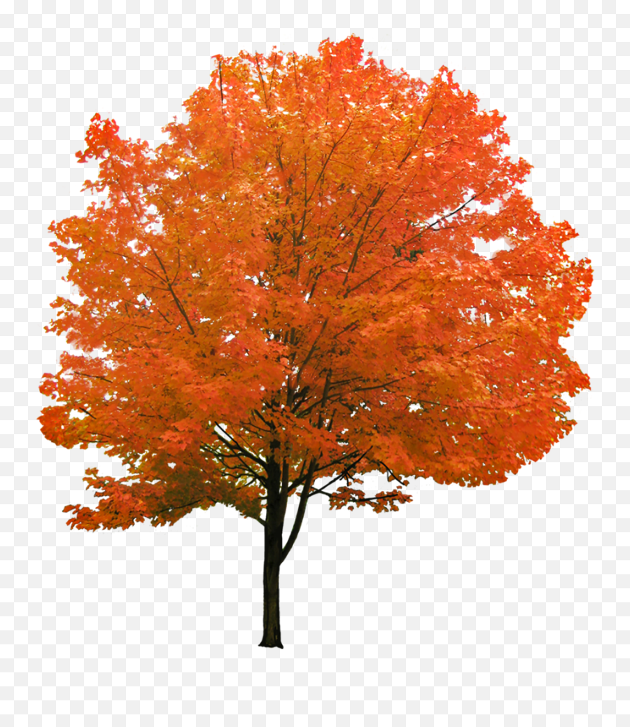 Cutout Autumn Tree - Red Maple Tree Png,Red Tree Png