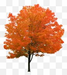 Cutout Autumn Tree - Red Maple Png