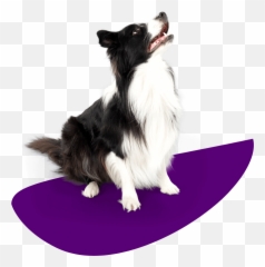 Pet Wellness Exams American Fork Ut Country View - Cuchas Para Perros Colchón png