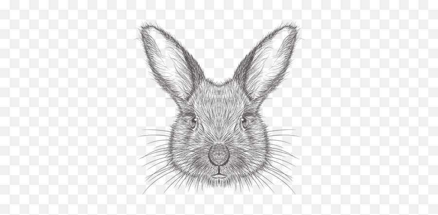 Rabbit Illustrations Images U0026 Vectors - Royalty Free Png,Rabbit Face Icon