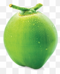 Coconut - Plum Tomato Png,Coconut Png