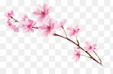 Sakura Png