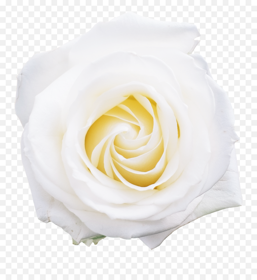 White Rose Png - Flower,White Roses Png