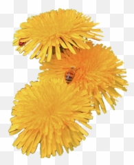 Dandelion Png Images - Transparent Dandelions