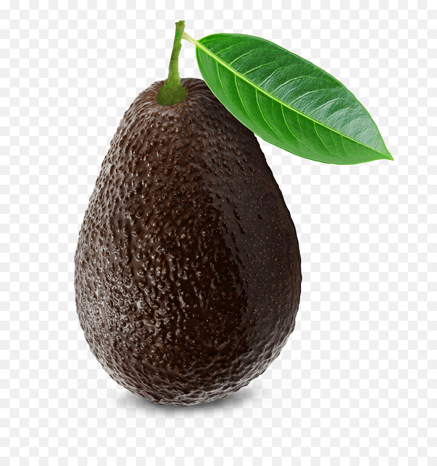 Home - Hass Avocado Board Avocado Png,Avocado Transparent