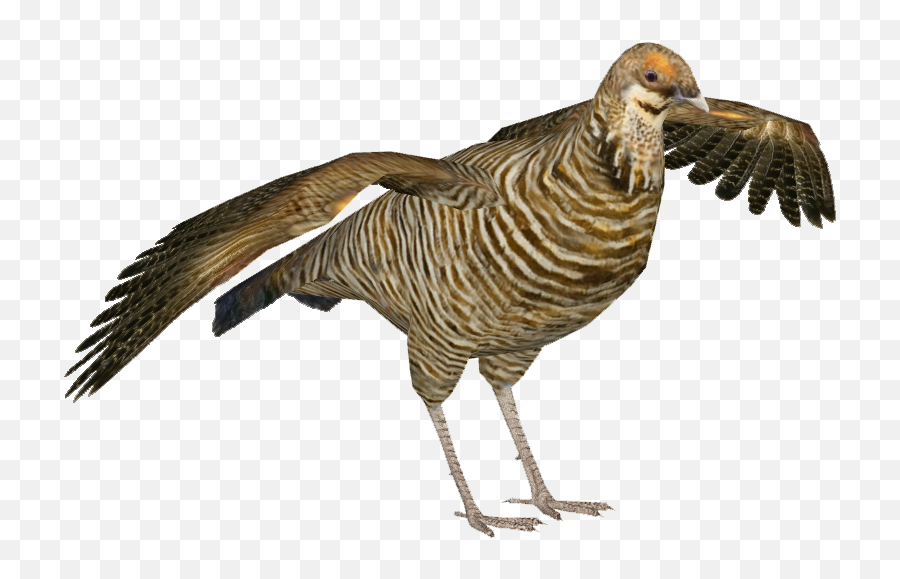 Download Heath Hen F - Tragopan Zt2 Png Image With No Turkey,Hen Png