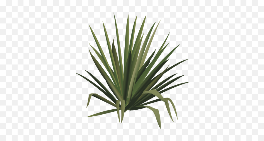 Graphic Freeuse Stock Yucca Png Index - Yucca Png,Yucca Png