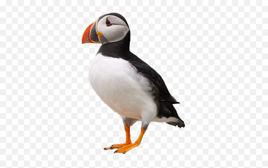 Puffin Bird Pngs Png - Puffin Png,Puffin Png