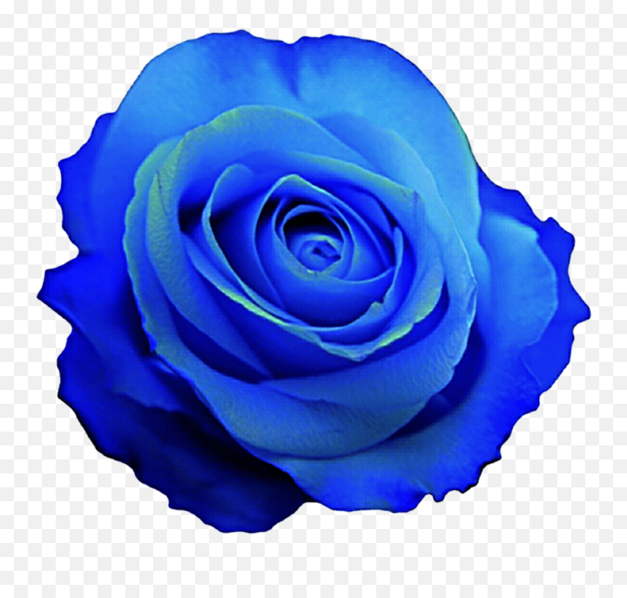 Free Blue Rose Wallpaper Posted By Michelle Cunningham - Blue Rose Clip Art Png,Blue Flower Png