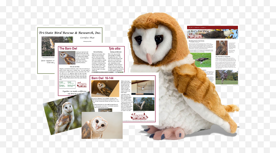 Download Hd Barn Owl Package - Ck Barn Owl 12 Plush Barn Owl Soft Toy Png,Barn Owl Png