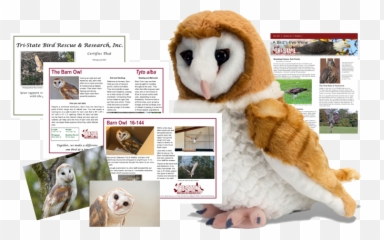 Download Hd Barn Owl Package - Ck Barn Owl 12 Plush Barn Owl Soft Toy Png,Barn Owl Png