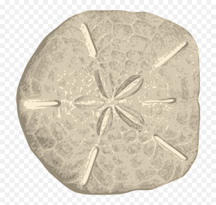 Download Free Png Sand Dollar - Transparent Background Sand Dollar Clipart,Sand Dollar Png