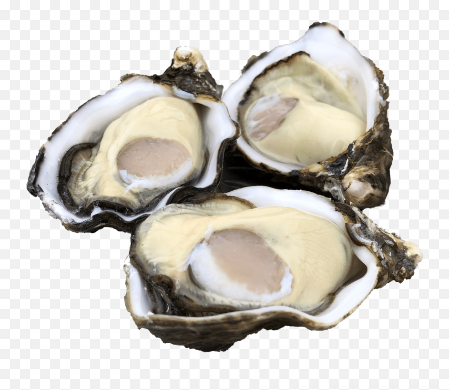 Download Single Seed Oysters - Oysters Png,Oysters Png