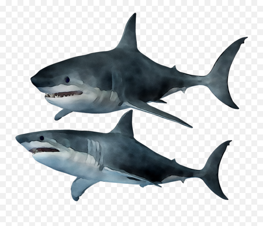 Great White Shark Tiger Requiem Sh 1285986 - Png Great White Shark,Great White Shark Png