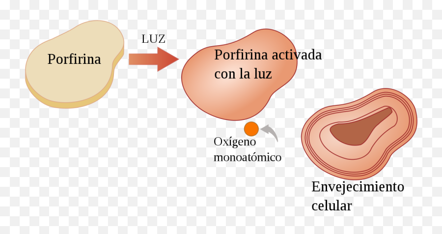 Porfirina Activada Con La Luz - Envejecimiento Celular Png,Luz Png